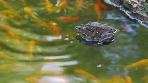 Zwei Frösche paaren sich im Teich — Stockvideo