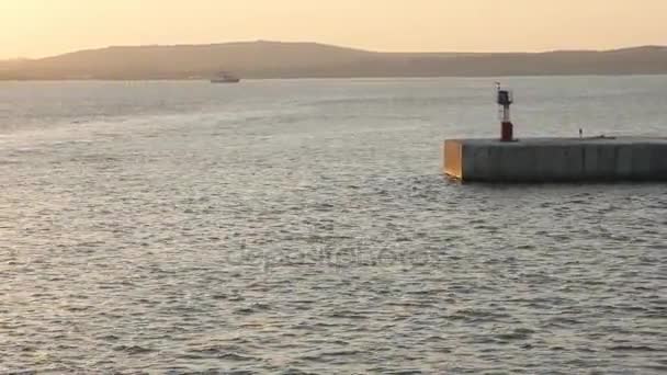 Grupo Golfinhos Nadam Área Água Porto Perto Farol Pôr Sol — Vídeo de Stock