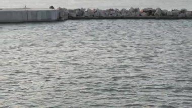Gün batımında, Karadeniz, bağlantı noktası Caucasus Lighthouse yakınındaki liman su alanı yunuslarla yüzmek