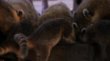 Nasua hayvanat Ring-tailed grup yemek akşam yakın çekim besleyiciler, hayvanat bahçesinde beslenme zamanı.