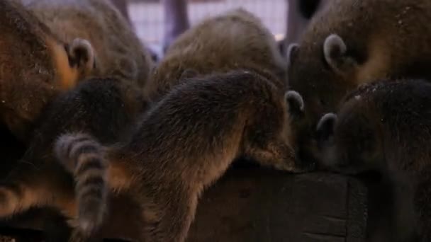 Grupo Nasua Ring Tailed Zoológico Comer Dos Alimentadores Close Noite — Vídeo de Stock