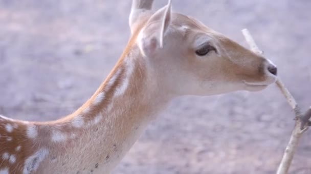 Vue rapprochée d'un cerf tacheté mâchant l'herbe, et grattant le visage d'une brindille sèche dans le zoo 