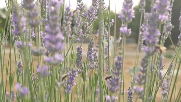 城市公园里的野花 蜜蜂和蝴蝶通过从花到花的飞行来授粉花朵 — 图库视频影像