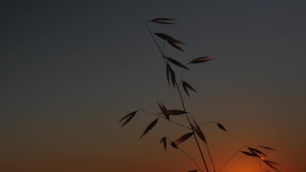 Дикая Пшеница Высокая Трава Закате Последними Лучами Солнца Фоне Затемняющегося — стоковое видео