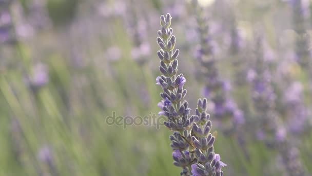 Escena Idílica Abeja Polinizar Flores Silvestres Sube Flor Vuela Una — Vídeo de stock