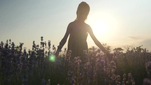 Młoda Dziewczyna Idzie Kwiecistej Delikatnie Dotyka Kwiaty Lawendy Promieniach Słońca — Wideo stockowe