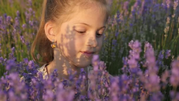 portrét hezká malá dívka sedící v levandulové keře, které roztrhat květiny a sniffs své vůně v teplé letní slunce paprsky.