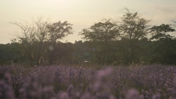 Ung Flicka Sommarklänning Som Kör Bland Blomma Fältet Med Ett — Stockvideo