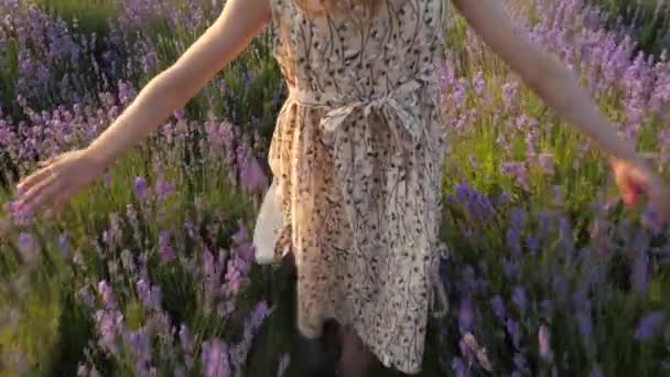 穿着裙子的小女孩在日落时穿过花场 轻轻地抚摸着前方的薰衣草灌木 — 图库视频影像