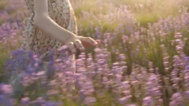 美しい夏のドレスの少女の手のクローズ アップ日没でラベンダー畑を通過し 前方に移動彼女の指で 花に優しく触れ — ストック動画