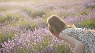 güzel küçük bir kız çiçek lavanta sıcak yaz gecesi toplar. yakın çekim