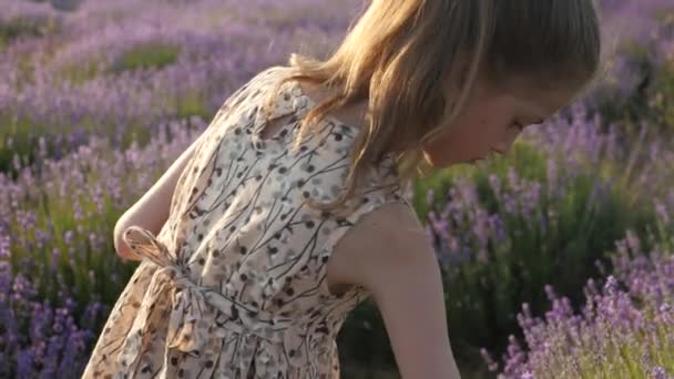 魅力的な子女の子は ラベンダーの花を収集します 市夏のシーズン外の花畑 — ストック動画