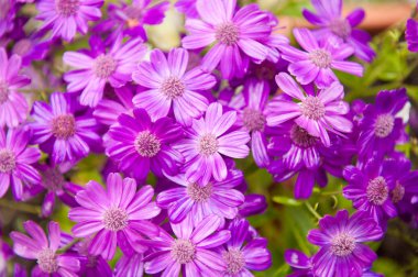 Mor gerbera çiçekleri çiçek ıslak