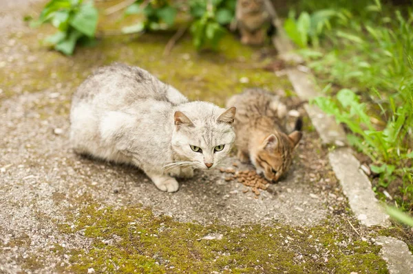 Η μητέρα γάτα κάθεται δίπλα το γατάκι που τρώει τα τρόφιμα — Φωτογραφία Αρχείου