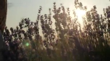 Bölüm vücut yakın çekim. küçük kız parmak elleri hafifçe çiçekler gün batımında dokunmadan. siluet çerçeve. sezon bitki. alan lavanta çiçekleri. Sağlık anlamda aroma doğa. bitkiler parlak yaz güneşi sallamak