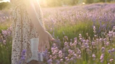 Bölüm vücut küçük kız. yakın çekim parmak nazik dokunuş verin. renkli bitkiler ve çiçekler lavanta çiçeklenme mevsimi. yaz tatil seyahat doğa kırsal. Harika bir manzara aydınlatma sıcak güneş. parlak ışık yanıyor Parlatıcı. yaşam tarzı duygular duygular. filmi