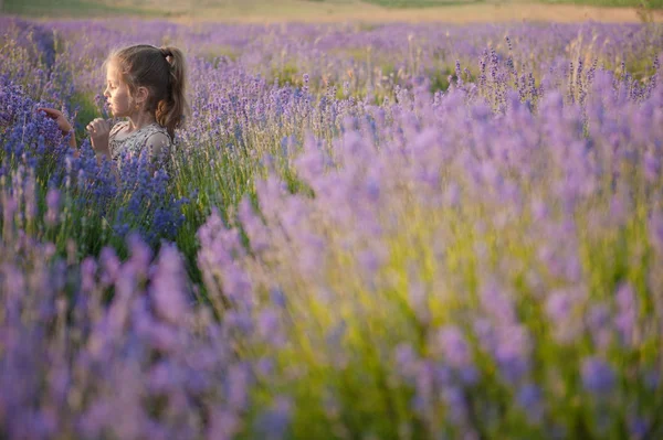 Yandsome little girl in the middle of blooming lavender field in summer — Stock Photo, Image