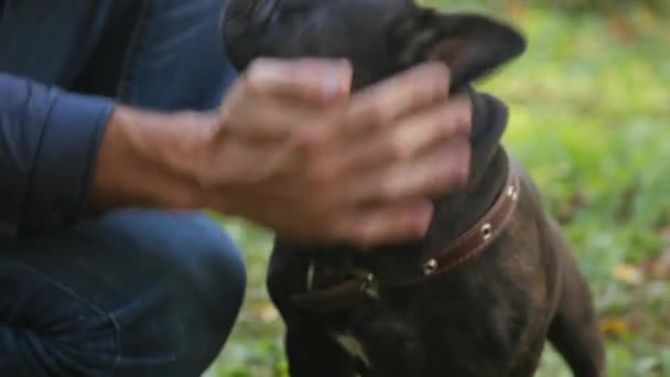 クローズ アップ体の一部の所有者は愛撫 フォレストのバカンス ペットを圧搾します 彼の犬をかわいがる男の手 面白い銃口フレンチ ブルドッグ — ストック動画