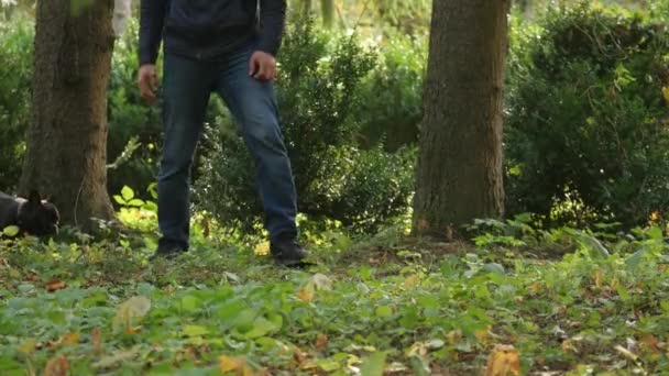 身体部分 脚的人走在公园区与他的狗 秋天森林散步 献身动物 — 图库视频影像