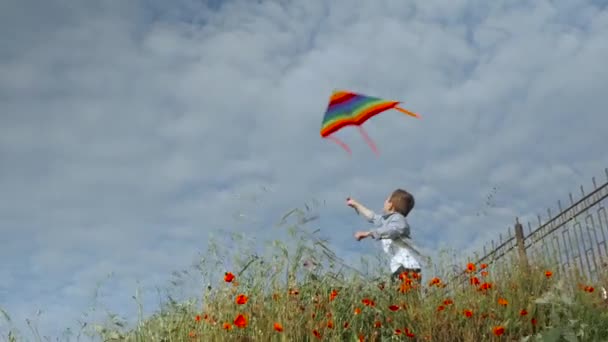 夏の季節風を引く空の背景にカラフルな凧の飛行を保持している草の中に立ってうれしそうな小さな男の子 — ストック動画