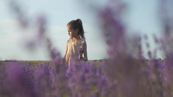田舎の夏休み 子供の健康きれいな空気 フィールドで花を摘んで美しい少女 — ストック動画