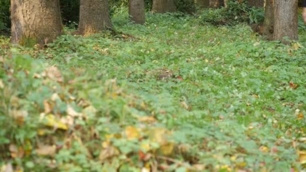 Hombre Caucásico Sano Activo Bosque Senderismo Masculino Área Del Parque — Vídeos de Stock