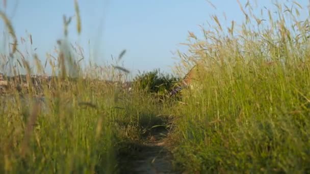 Menino correndo ao longo da trilha em grama alta e segura um papagaio de brinquedo sobre sua cabeça — Vídeo de Stock