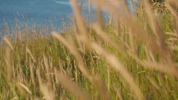 Paysage avec de hautes herbes sur le bord de la mer. petit garçon courant le long tient un cerf-volant jouet au-dessus de sa tête . — Video