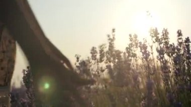 küçük kız yavaşça çiçekler gün batımında dokunmadan eller. kavram duygu ve hassasiyet seviyor. güzel bir sahne birlik insanların doğa ile. vücut parçası yakın çekim