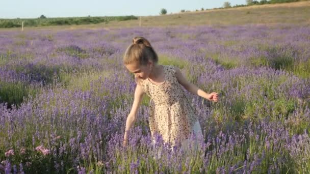 Idyllic Scene Little Blond Girl Summertime Holiday Lavender Flowers Collect — Stock Video