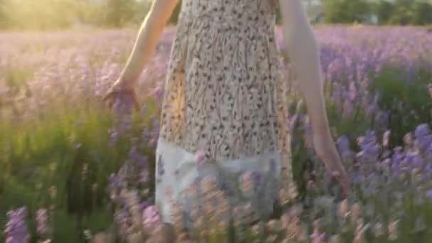 pojetí krásy a zdraví. Detail části rukou malou holčičku. letní šaty chodí přes levandulová pole při západu slunce a jemně dotýká květiny s prsty. krásná idylická scéna