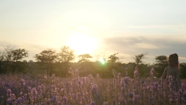 Charmant Klein Meisje Lopen Buiten Bij Zonsondergang Tijdens Zomervakanties Lavendel — Stockvideo