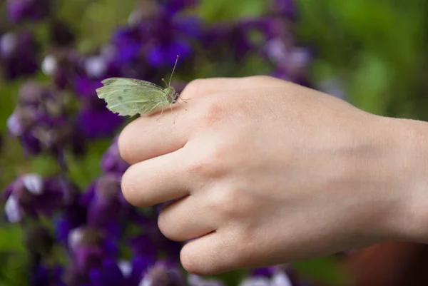 Dłoń dziecka trzymania motyl na tle kwitnących kwiatów wiosną lub latem — Zdjęcie stockowe