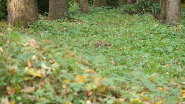 Взрослый Мужчина Выгуливает Собаку Лесу Концепция Природа Здоровье — стоковое видео