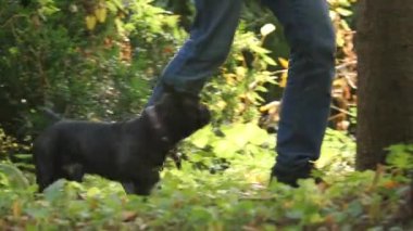 sahibi ve onun köpek Park yakın çekim vücut bölümü ayaklarda yürümek
