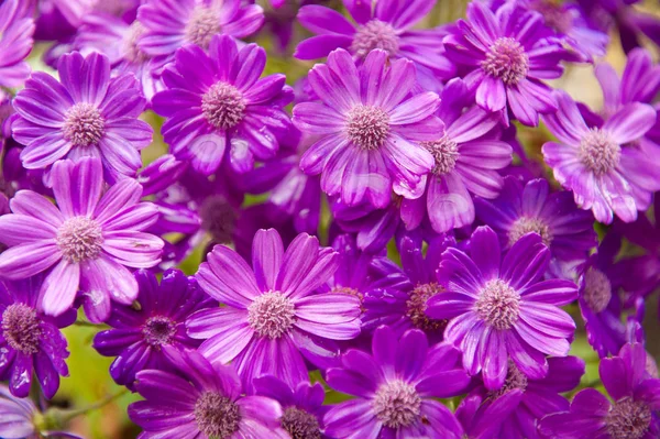 Schöne lila Blüten im Frühling im Garten — Stockfoto