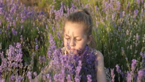 迷人的小女孩拥抱灌木与薰衣草花和吸入花香在温暖的夏日日落 — 图库视频影像