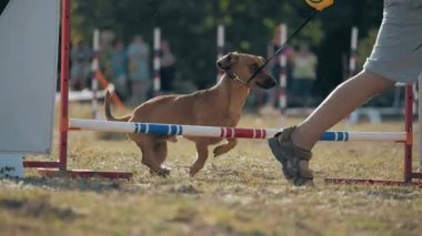 Küçük çocuk köpek cinsi Dachshund 'uyla koşuyor ve şehir parkındaki bir açıklık yarışmasına katılıyor. Bir çocuk evcil hayvanıyla oynar. Yaşam tarzı Yavaş çekim