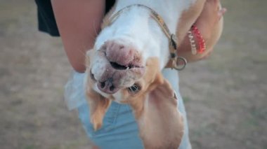 İki renkli mutlu köpek ve silah metresi. İnsanlar ve evcil hayvanlar en iyi arkadaşlar yaşam tarzı. Genç bayan sahibi köpek yavrusu Beagle 'ı baş aşağı tutuyor. Kapa çeneni komik köpek. Yüzükoyun uzan..
