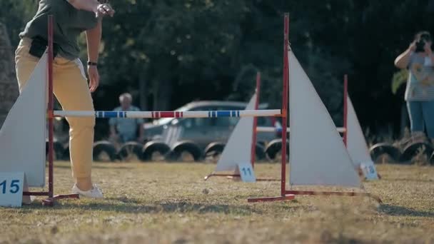 Basenji Her Master Competing Dog Agility Winged Single Jump Small — стокове відео