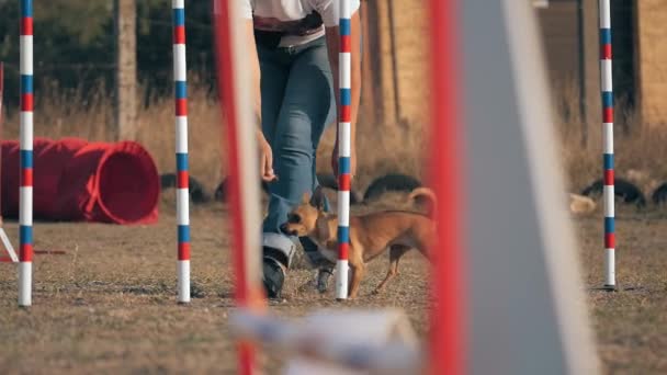Owner Teaching Her Little Dog Breed Chihuahua Fast Weave Poles — Stock Video