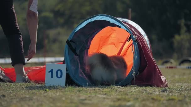 Pomeranian Hond Een Parachute Doek Tunnel Owner Perfect Controleert Acties — Stockvideo