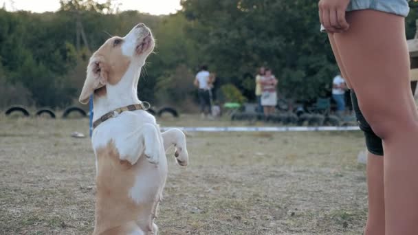 Beagle Felült Hátsó Lábára Ránézett Szeretőjére Fiatal Lány Képző Kutya — Stock videók