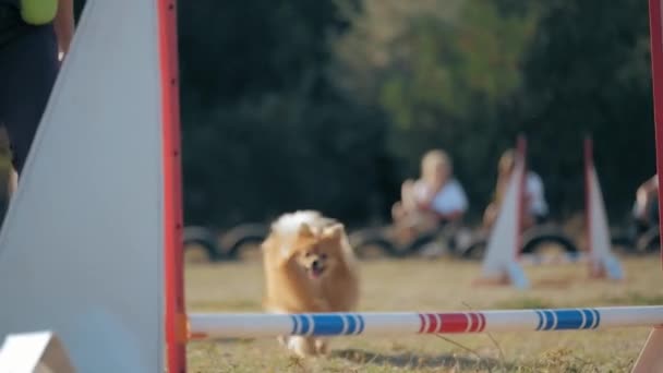 Perro Pequeño Salta Sobre Barrera Mascota Participa Competiciones Agilidad Pomeranian — Vídeos de Stock