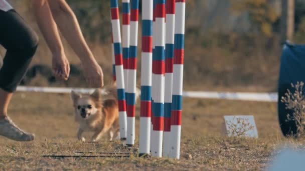 ペットの高速織り棒を訓練する小さな犬の所有者 障害物を正しく渡すためにルアートレーニングセッションChihuahuaを使用してコーチの女性 犬の敏捷性 — ストック動画