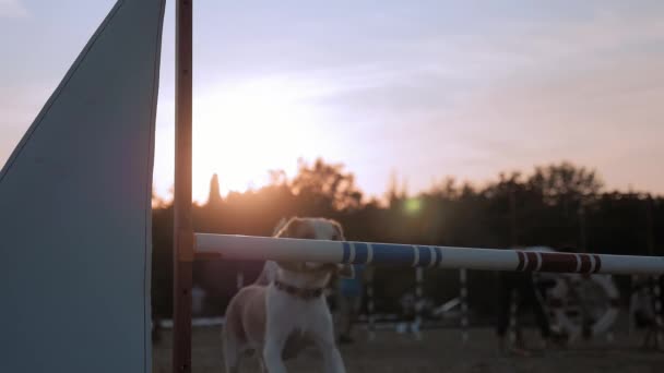 トレーニングプロセススポーツ活動ペット 大人の女性の犬はバーを飛び越えた 遊び心のあるビーグルは 日没時にポールアジリティ競争公園を飛び越える — ストック動画
