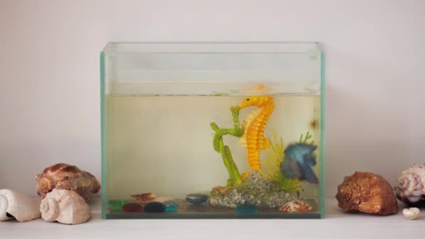 Videos Lapso Tiempo Acuario Cuadrado Decorativo Pequeño Pez Azul Moviéndose — Vídeos de Stock