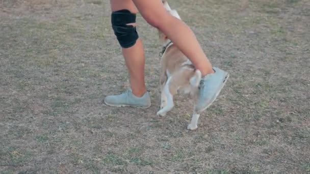 Intelligent Mignon Jeune Beagle Tisser Travers Les Jambes Propriétaire Entraînement — Video