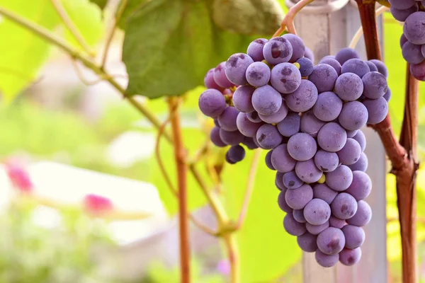 Grape seeds surrounded by a garden stroll and eat very healthy. Grapes closeup. Grape vines with black grapes. Autumn grape leaves background.