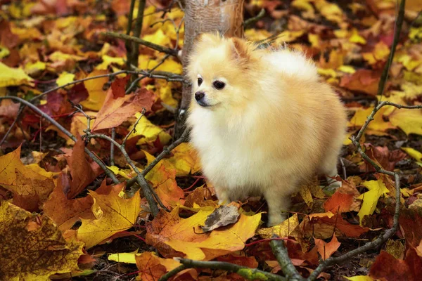 Little dog in a autumn landscape.Beautiful dog among yellow leaves, portrait.Young puppy Spitz is on the road in the autumn.